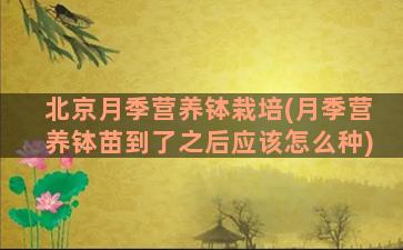 北京月季营养钵栽培(月季营养钵苗到了之后应该怎么种)