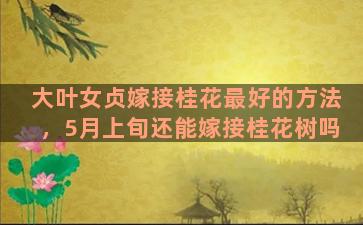 大叶女贞嫁接桂花最好的方法，5月上旬还能嫁接桂花树吗